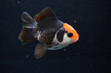 Juvenile Thai Oranda  Tricolor 3 Inch (ID#404T13b-65) Free2Day SHIPPING