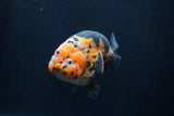 Milk Cow Ranchu  Calico 4.5 Inch (ID#1227R10c-89) Free2Day SHIPPING