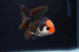 Juvenile Thai Oranda  Tricolor 3 Inch (ID#404T13b-65) Free2Day SHIPPING
