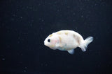 Baby Ranchu  Calico 2.5 Inch (ID#1112R9c-39) Free2Day SHIPPING