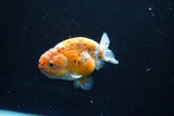 Ranchu  Calico 3.5 Inch (ID#1008R5c-83) Free2Day SHIPPING