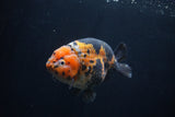 Milk Cow Ranchu  Calico 4.5 Inch (ID#1227R10c-89) Free2Day SHIPPING