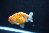 Ranchu  Calico 3.5 Inch (ID#1008R5c-83) Free2Day SHIPPING