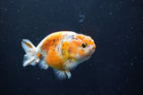 Ranchu  Calico 3.5 Inch (ID#1008R5c-83) Free2Day SHIPPING