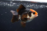 Juvenile Thai Oranda  Tricolor 3 Inch (ID#404T13b-65) Free2Day SHIPPING