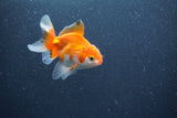 Baby Thai Oranda  Red White 3 Inch (ID#1015ToPTA-44) Free2Day SHIPPING