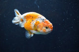 Ranchu  Calico 3.5 Inch (ID#1008R5c-83) Free2Day SHIPPING