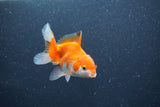 Baby Thai Oranda  Red White 3 Inch (ID#1015ToPTA-44) Free2Day SHIPPING