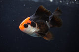 Juvenile Thai Oranda  Tricolor 3 Inch (ID#404T13b-65) Free2Day SHIPPING