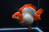 Giant Ryukin  Red White 6.5 Inch (ID#1220Ry7a-96)