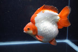 Giant Ryukin  Red White 6.5 Inch (ID#1220Ry7a-96)