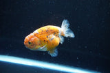 Ranchu  Calico 3.5 Inch (ID#1008R5c-83) Free2Day SHIPPING