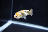 Baby Ranchu  Calico 2.5 Inch (ID#1112R9c-40) Free2Day SHIPPING