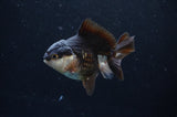 Juvenile Thai Oranda  Panda 3 Inch (ID#404T13b-66) Free2Day SHIPPING