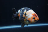 Milk Cow Ranchu  Calico 4.5 Inch (ID#1227R10c-90) Free2Day SHIPPING