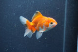 Baby Thai Oranda  Red White 3 Inch (ID#1015ToPTA-44) Free2Day SHIPPING