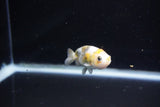 Baby Ranchu  Calico 2.5 Inch (ID#1112R9c-40) Free2Day SHIPPING