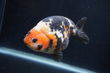 Milk Cow Ranchu  Calico 4.5 Inch (ID#1227R10c-90) Free2Day SHIPPING