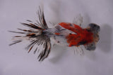 Butterfly  Calico 3.5 Inch (ID#1203B8b-52) Free2Day SHIPPING