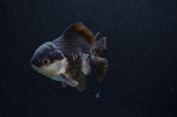 Juvenile Thai Oranda  Panda 3 Inch (ID#404T13b-66) Free2Day SHIPPING