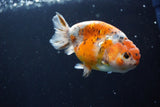 Ranchu  Calico 3.5 Inch (ID#1008R5c-83) Free2Day SHIPPING