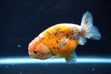 Ranchu  Calico 3.5 Inch (ID#1008R5c-83) Free2Day SHIPPING