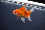 Baby Thai Oranda  Red White 3 Inch (ID#1015ToPTA-44) Free2Day SHIPPING