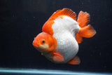 Giant Ryukin  Red White 6.5 Inch (ID#1220Ry7a-96)