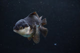 Juvenile Thai Oranda  Panda 3 Inch (ID#404T13b-66) Free2Day SHIPPING