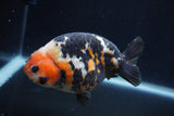 Milk Cow Ranchu  Calico 4.5 Inch (ID#1227R10c-90) Free2Day SHIPPING