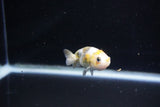 Baby Ranchu  Calico 2.5 Inch (ID#1112R9c-40) Free2Day SHIPPING