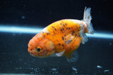 Ranchu  Calico 3.5 Inch (ID#1008R5c-83) Free2Day SHIPPING