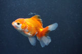 Baby Thai Oranda  Red White 3 Inch (ID#1015ToPTA-44) Free2Day SHIPPING