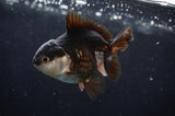 Juvenile Thai Oranda  Panda 3 Inch (ID#404T13b-66) Free2Day SHIPPING