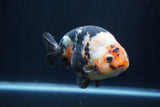 Milk Cow Ranchu  Calico 4.5 Inch (ID#1227R10c-90) Free2Day SHIPPING