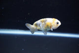 Baby Ranchu  Calico 2.5 Inch (ID#1112R9c-40) Free2Day SHIPPING