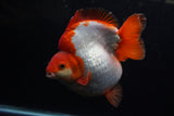 Giant Ryukin  Red White 6.5 Inch (ID#1220Ry7a-96)