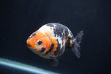 Milk Cow Ranchu  Calico 4.5 Inch (ID#1227R10c-90) Free2Day SHIPPING