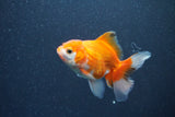 Baby Thai Oranda  Red White 3 Inch (ID#1015ToPTA-44) Free2Day SHIPPING