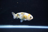 Baby Ranchu  Calico 2.5 Inch (ID#1112R9c-40) Free2Day SHIPPING