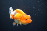 Juvenile Lionchu  Red White 3.5 Inch (ID#1008R11a-27) Free2Day SHIPPING