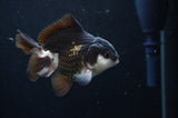 Juvenile Thai Oranda  Panda 3 Inch (ID#404T13b-66) Free2Day SHIPPING