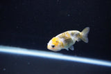 Baby Ranchu  Calico 2.5 Inch (ID#1112R9c-40) Free2Day SHIPPING