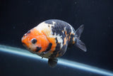 Milk Cow Ranchu  Calico 4.5 Inch (ID#1227R10c-90) Free2Day SHIPPING