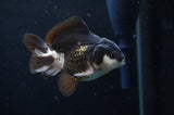Juvenile Thai Oranda  Panda 3 Inch (ID#404T13b-66) Free2Day SHIPPING
