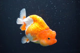 Juvenile Lionchu  Red White 3.5 Inch (ID#1008R11a-27) Free2Day SHIPPING