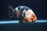 Milk Cow Ranchu  Calico 4.5 Inch (ID#1227R10c-90) Free2Day SHIPPING