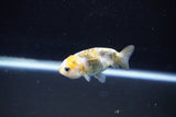 Baby Ranchu  Calico 2.5 Inch (ID#1112R9c-40) Free2Day SHIPPING