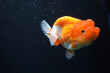 Juvenile Lionchu  Red White 3.5 Inch (ID#1008R11a-27) Free2Day SHIPPING