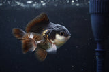 Juvenile Thai Oranda  Panda 3 Inch (ID#404T13b-66) Free2Day SHIPPING